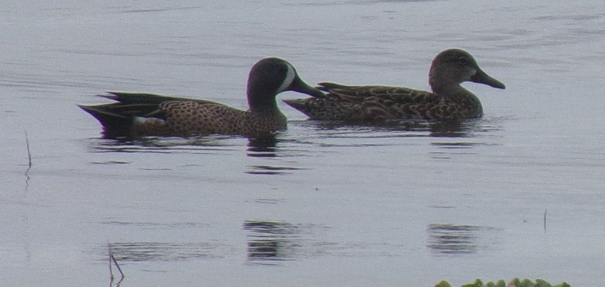 Blue-winged Teal - ML213761821