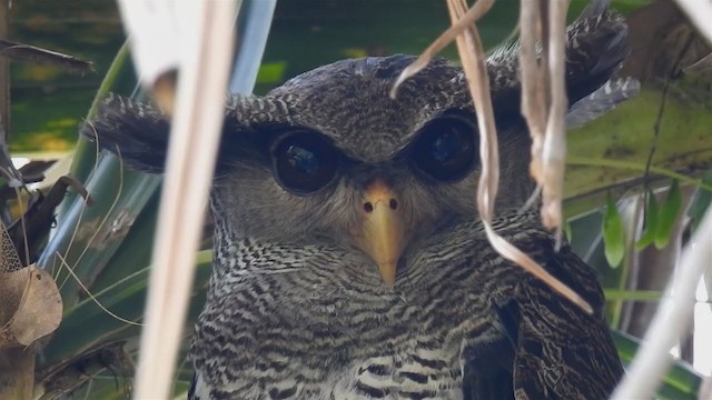 Barred Eagle-Owl - ML213762081