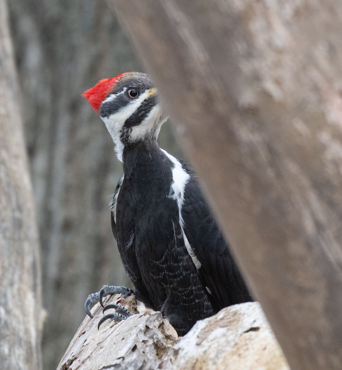 Pileated Woodpecker - Phil McNeil
