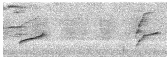 Weißbrauen-Dickichtschlüpfer - ML213768411