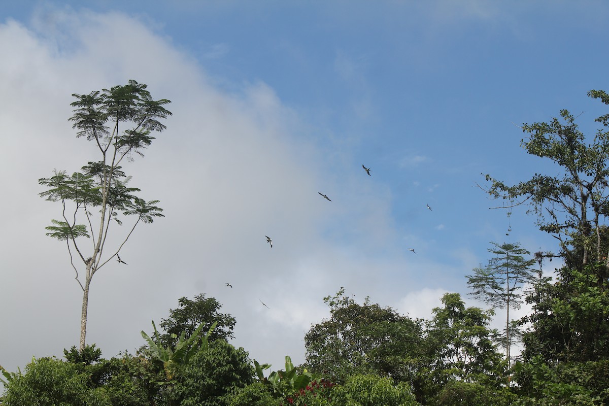 Swallow-tailed Kite - ML213769171