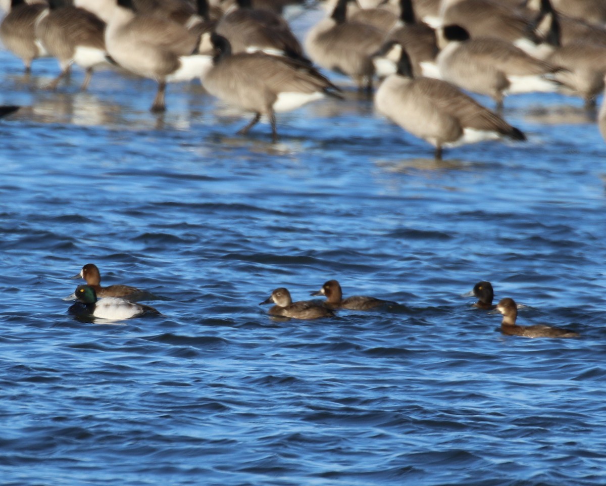 Greater Scaup - ML21377321