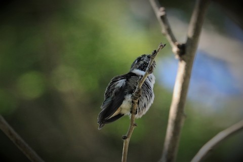 Calliope Hummingbird - ML213775621