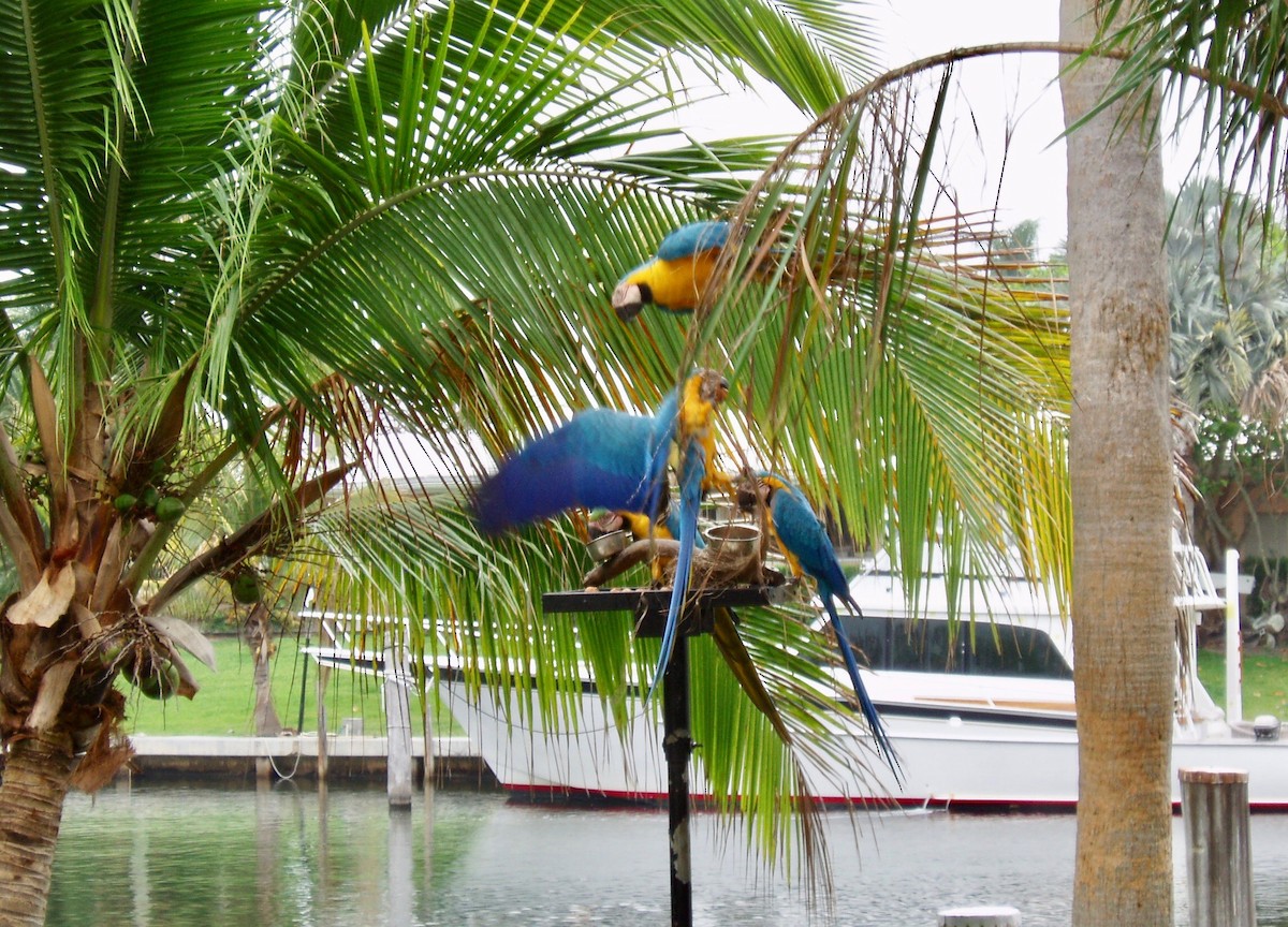 Blue-and-yellow Macaw - Connie Schlotterbeck
