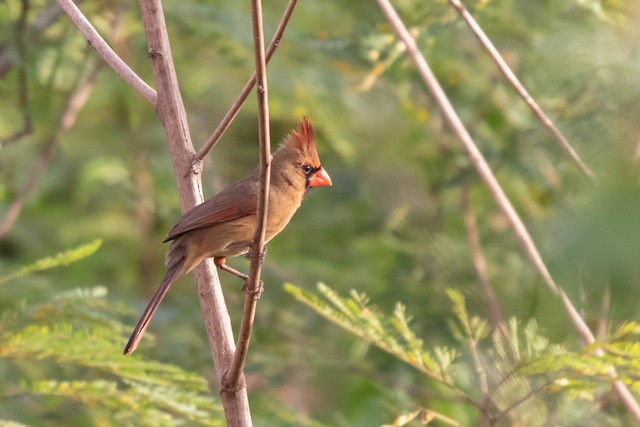 Female (presumably subspecies <em>flammiger</em>). - Northern Cardinal - 