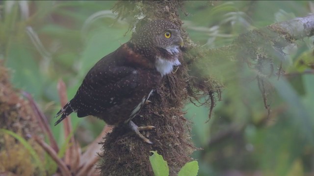 Costa Rican Pygmy-Owl - ML213781801