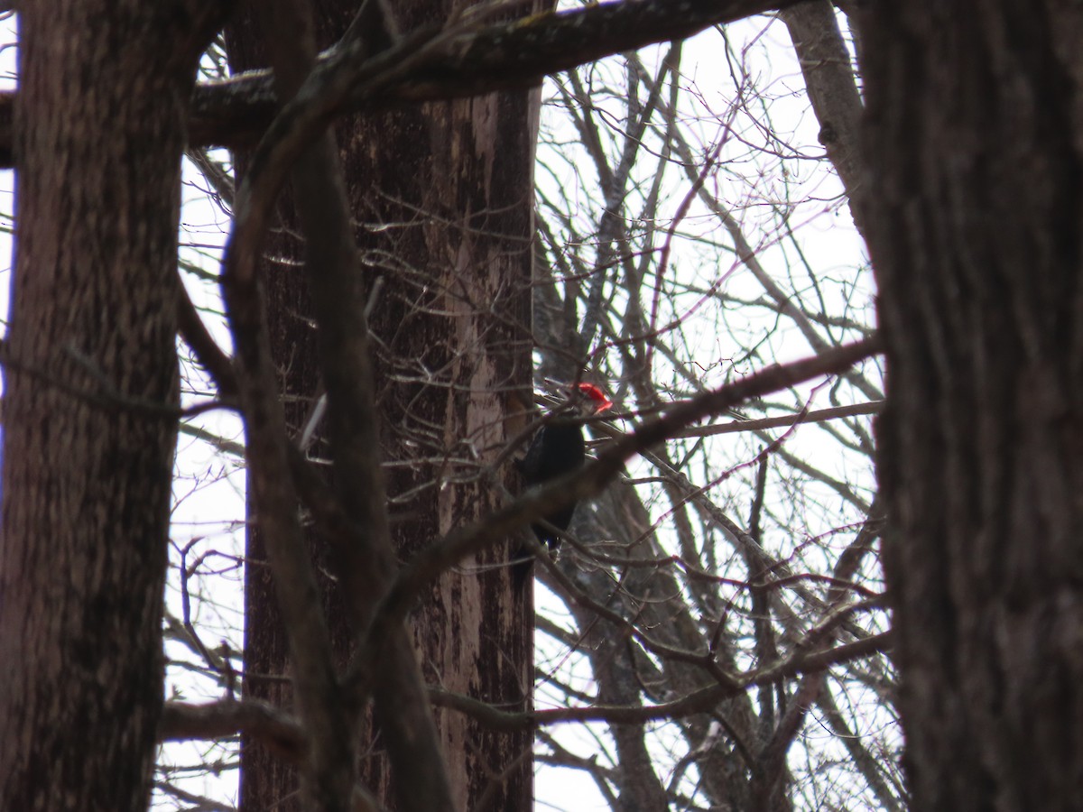 Pileated Woodpecker - ML213781851