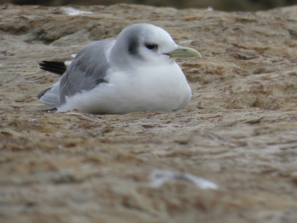 Mouette tridactyle - ML213782261