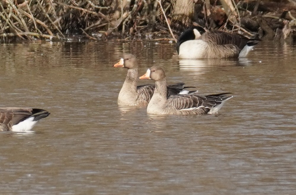 eBird Checklist - 5 Mar 2020 - Assiscong Marsh - 1 species