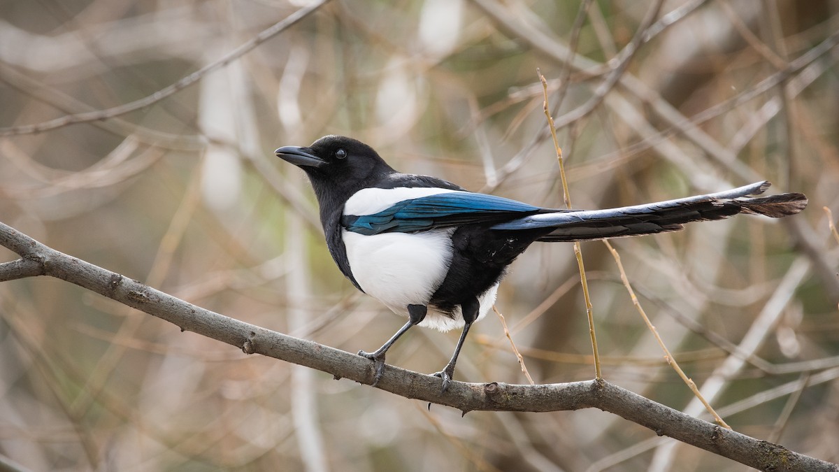 Black-billed Magpie - Mason Maron