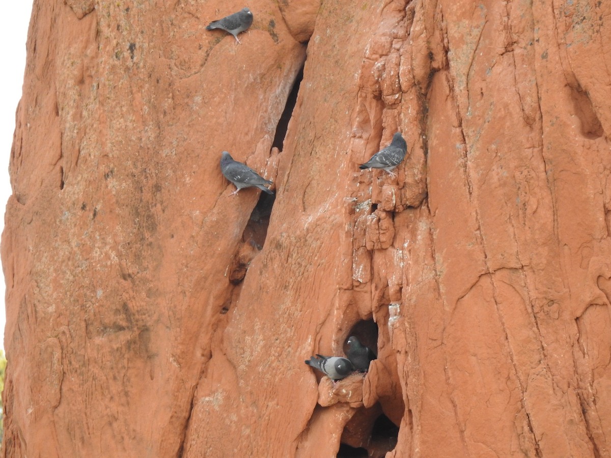 Rock Pigeon (Feral Pigeon) - ML213787531