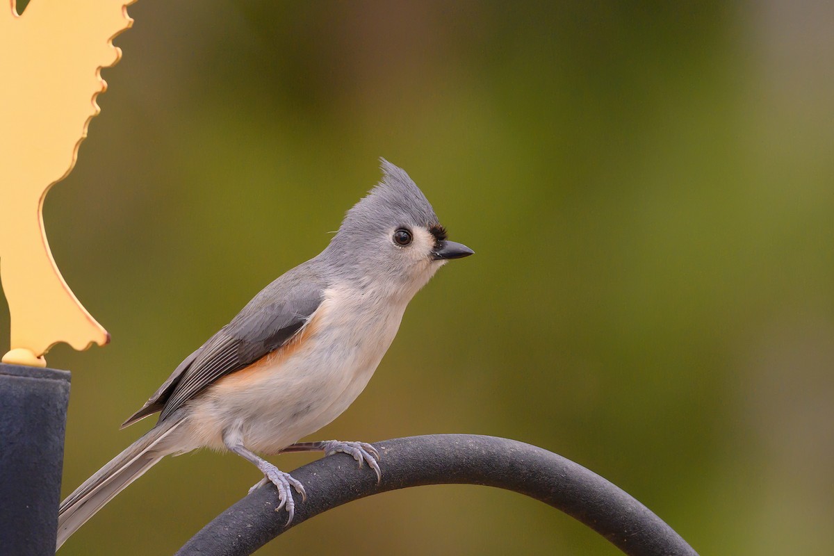 Tufted Titmouse - Keith Kennedy