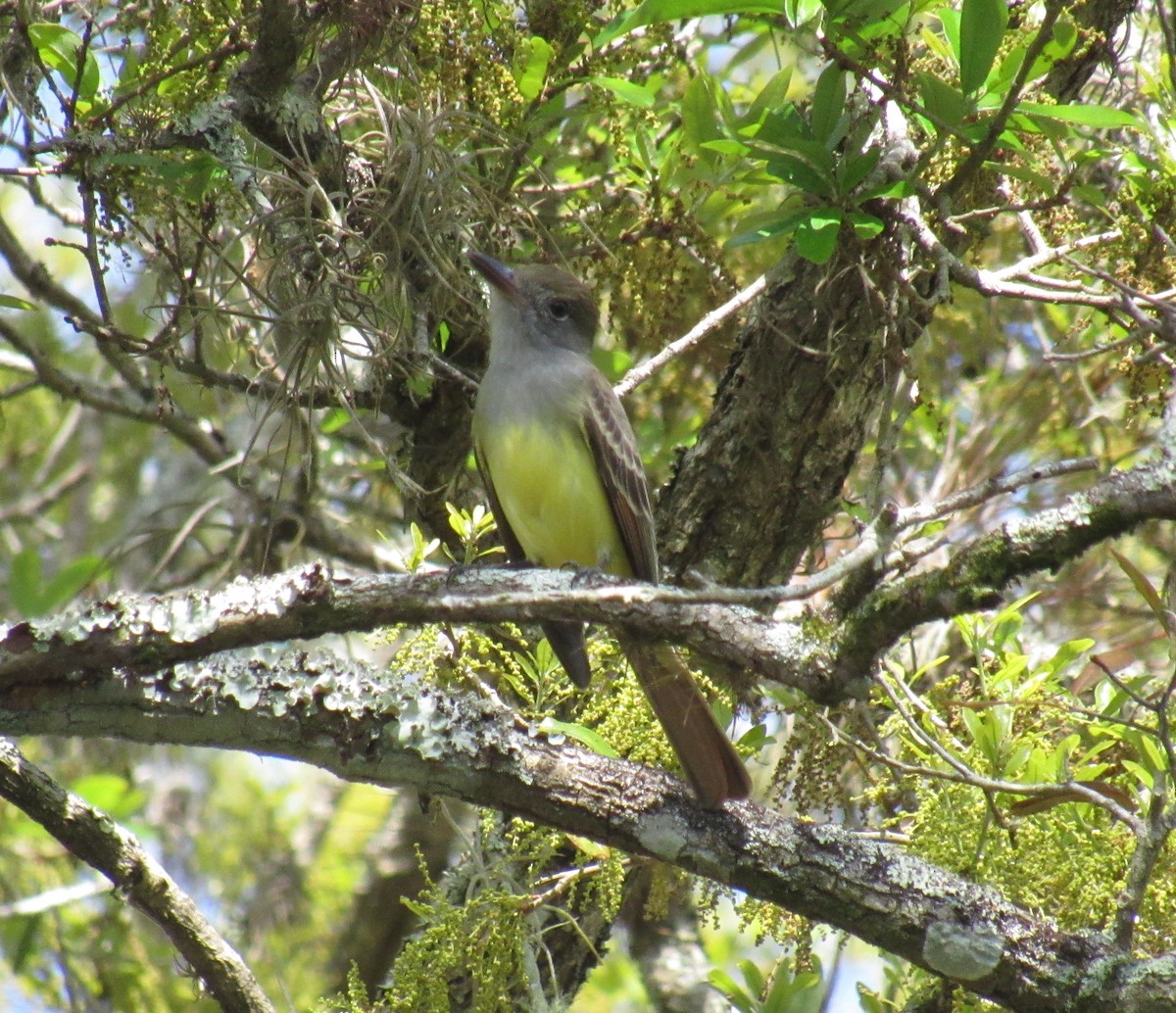 Great Crested Flycatcher - ML213791021