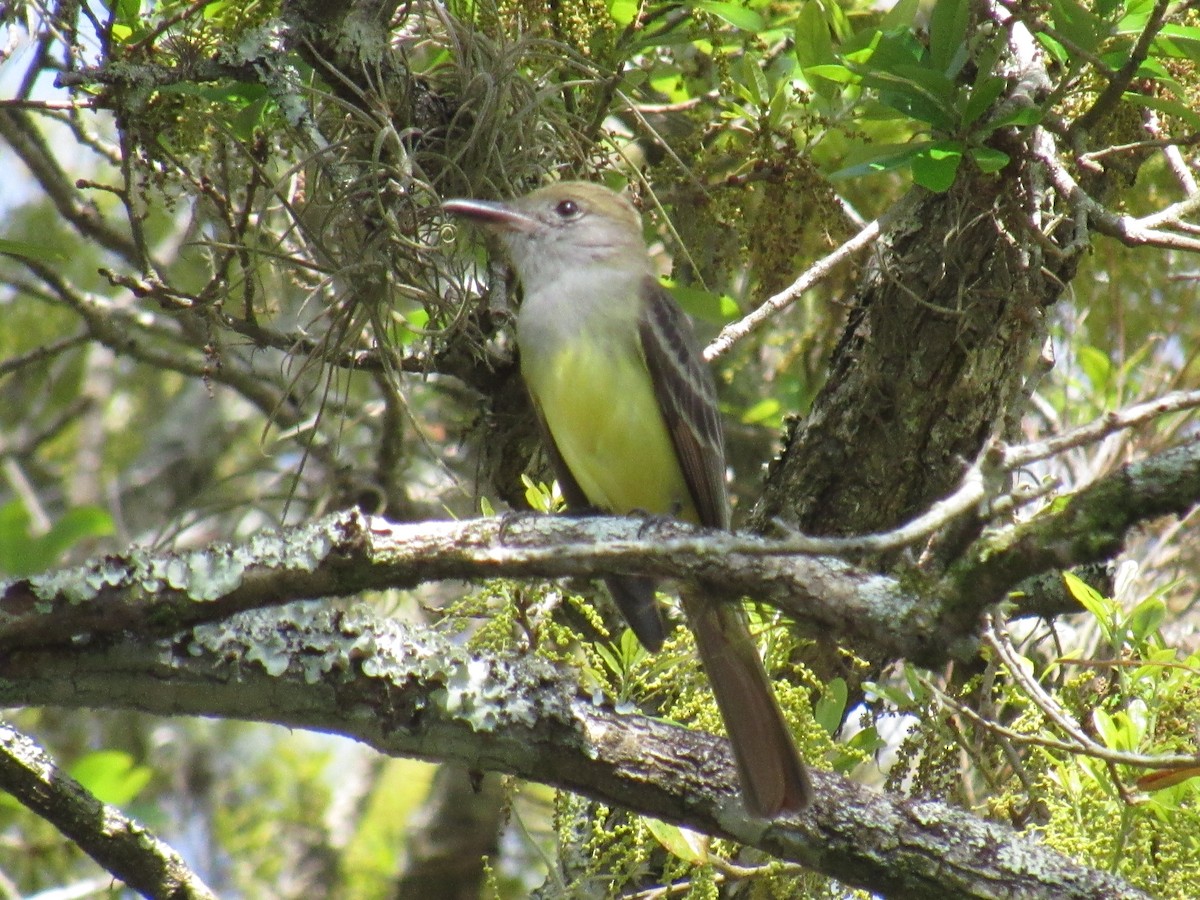 Great Crested Flycatcher - ML213791581