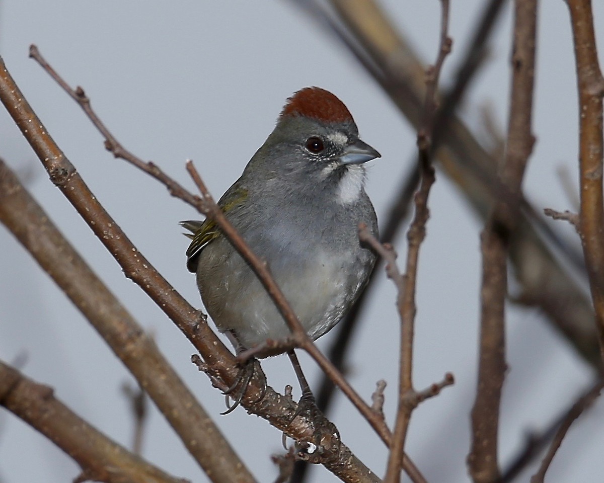 Green-tailed Towhee - Evan Speck