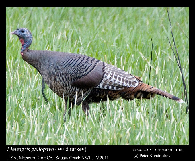 Wild Turkey - ML213793101
