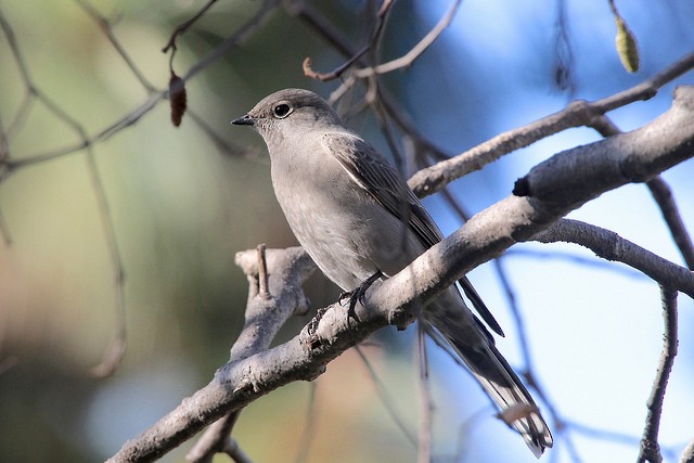 Townsend's Solitaire - Millie and Peter Thomas