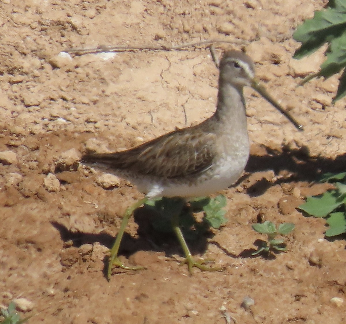 Long-billed Dowitcher - ML213795091