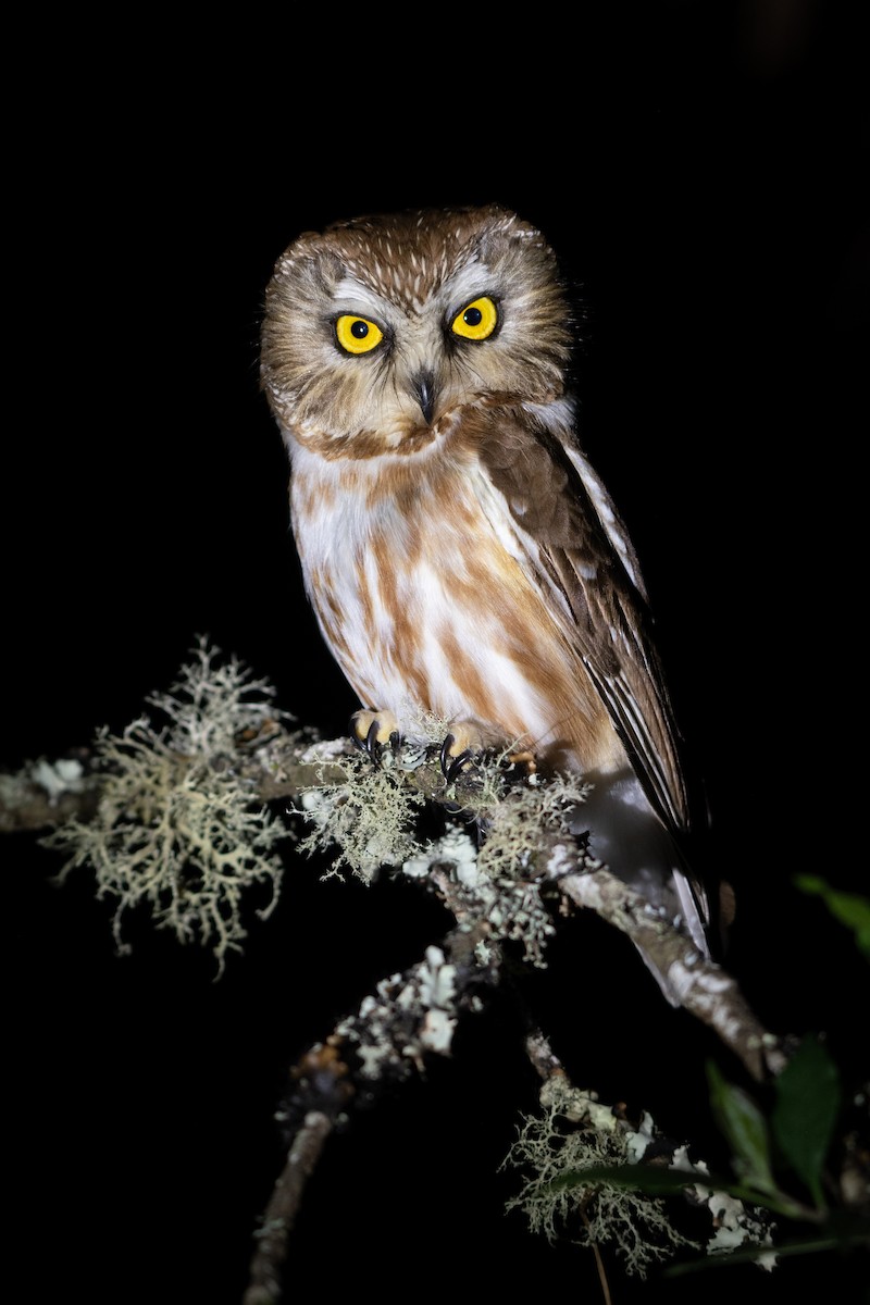 Northern Saw-whet Owl - Ana Paula Oxom