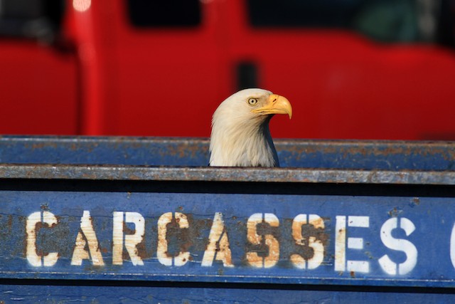 Feeding from dumpster. - Bald Eagle - 