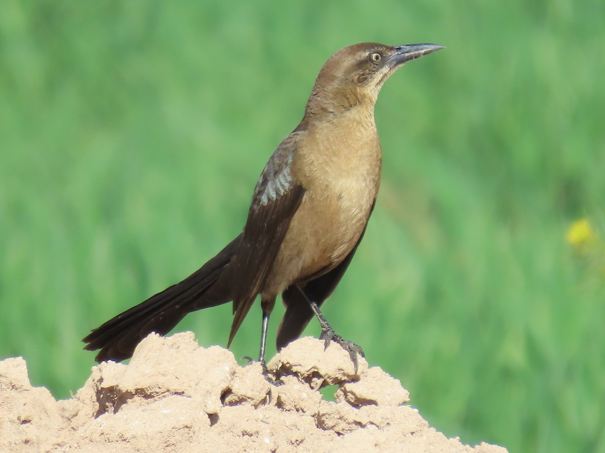 Great-tailed Grackle - ML213797641