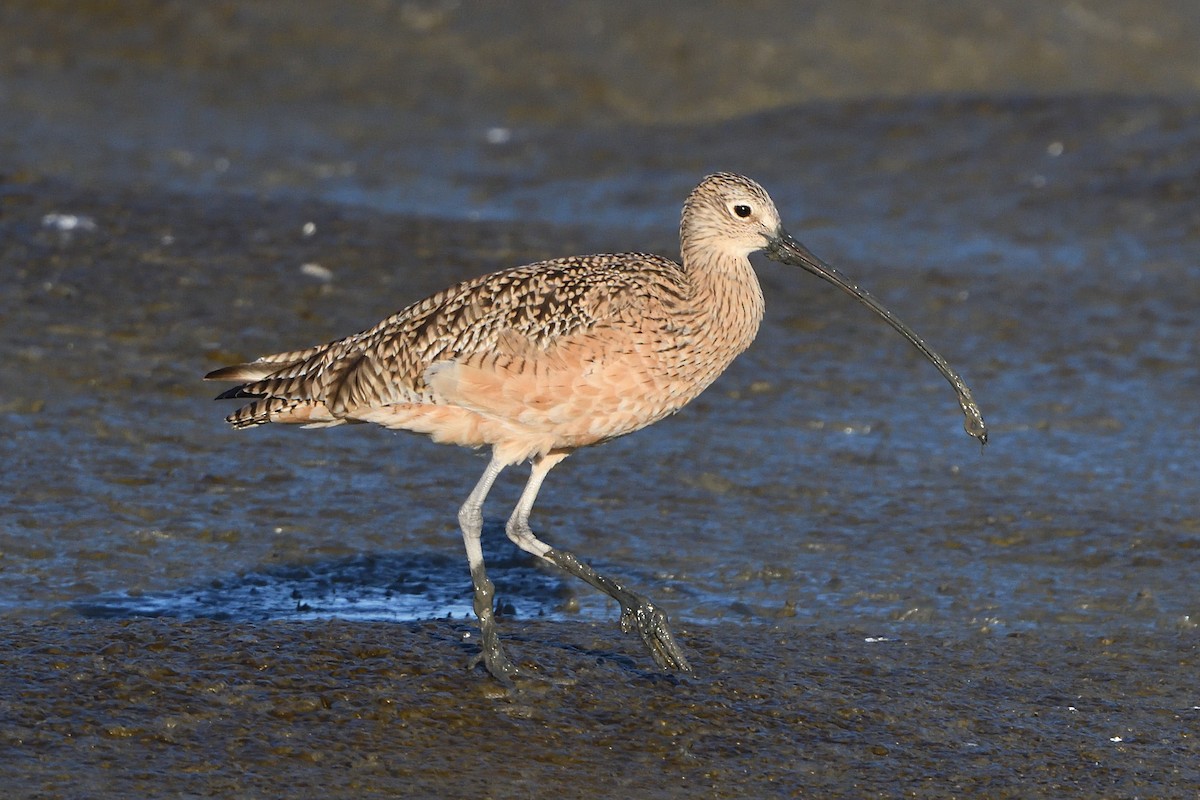 Long-billed Curlew - ML213797811