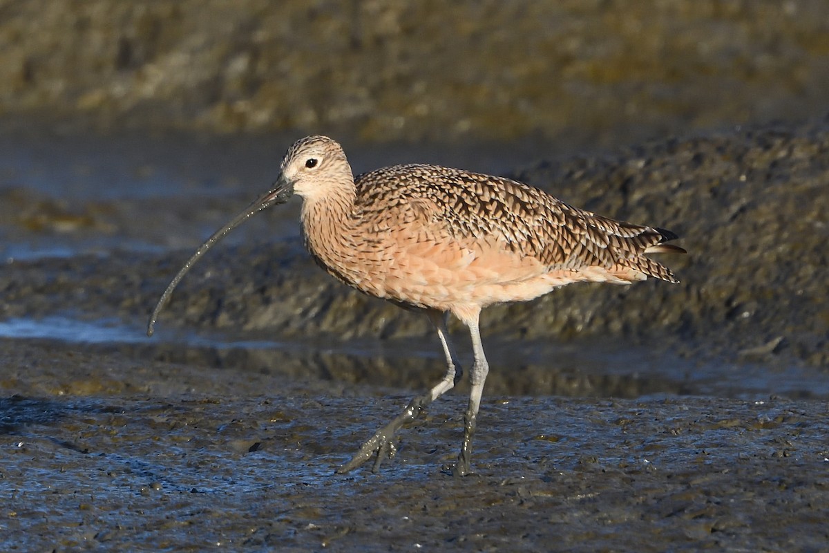 Long-billed Curlew - ML213797931