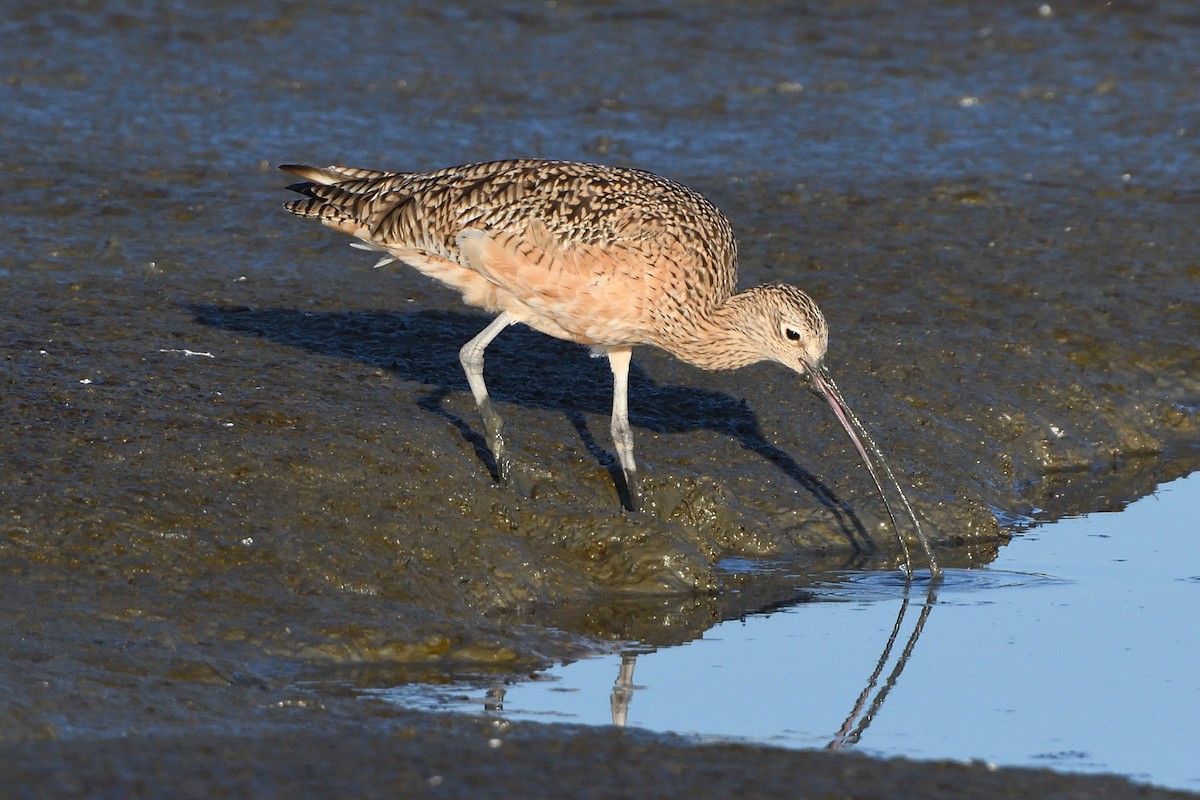 Long-billed Curlew - ML213797941