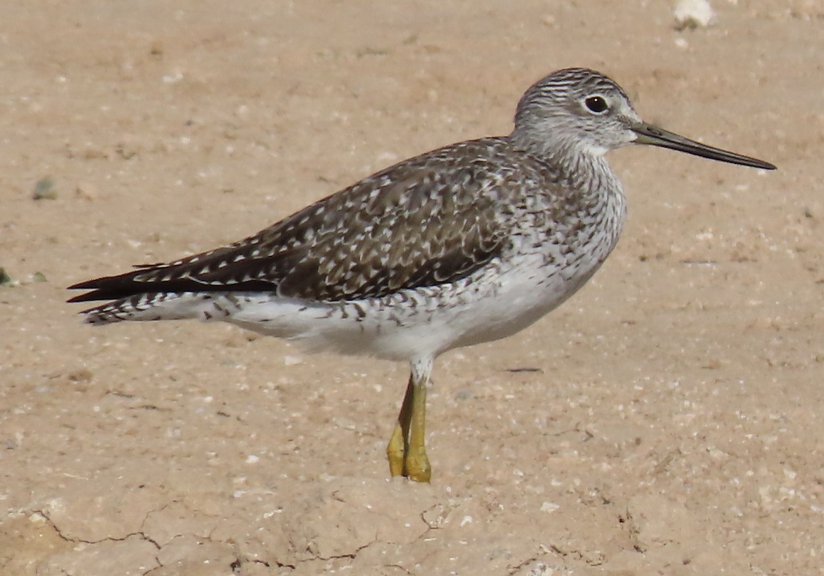 Greater Yellowlegs - Keith Wasmuth