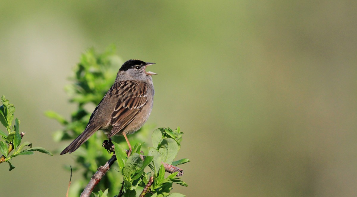 Golden-crowned Sparrow - ML21379981
