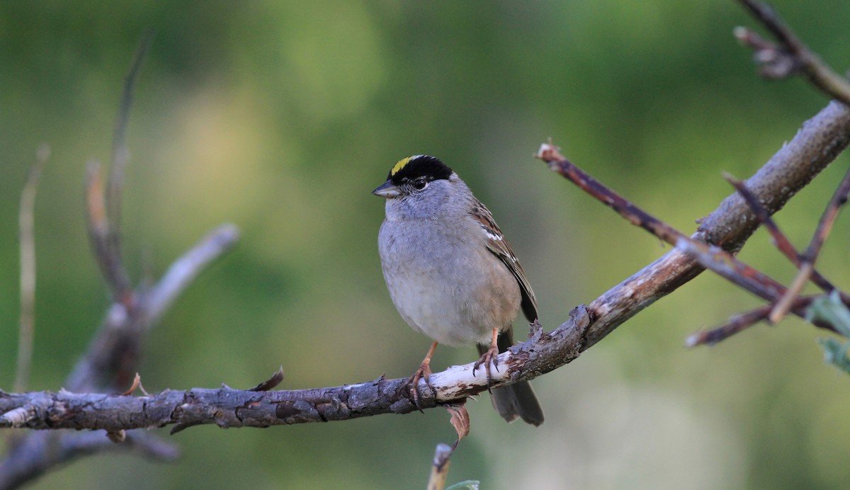 Golden-crowned Sparrow - Jay McGowan