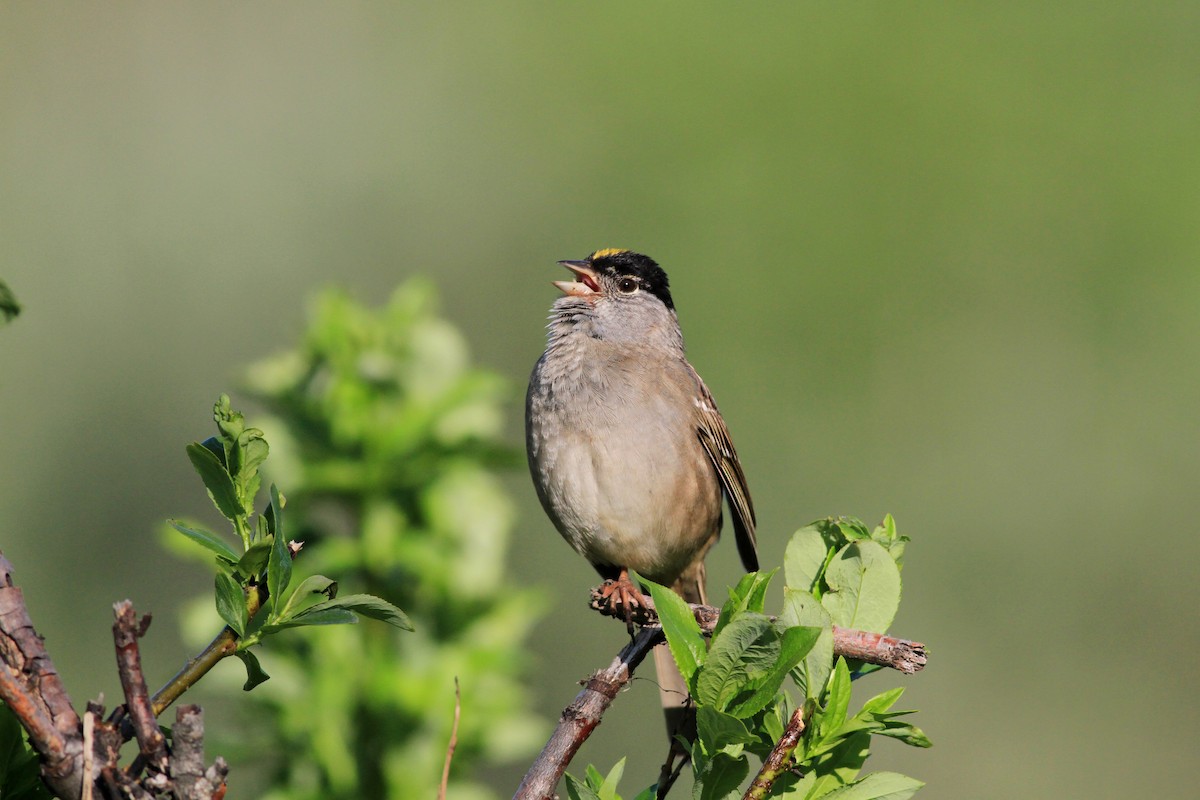 Golden-crowned Sparrow - ML21380021