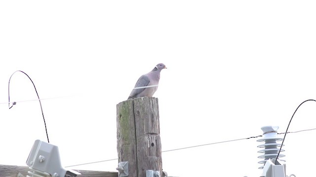 Band-tailed Pigeon - ML213802791