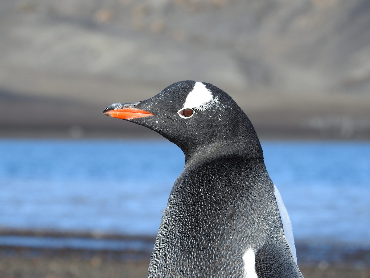 Gentoo Penguin - ML213803871