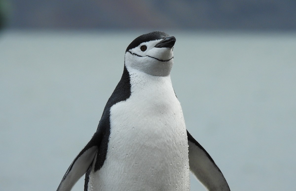 Пінгвін антарктичний - ML213804061