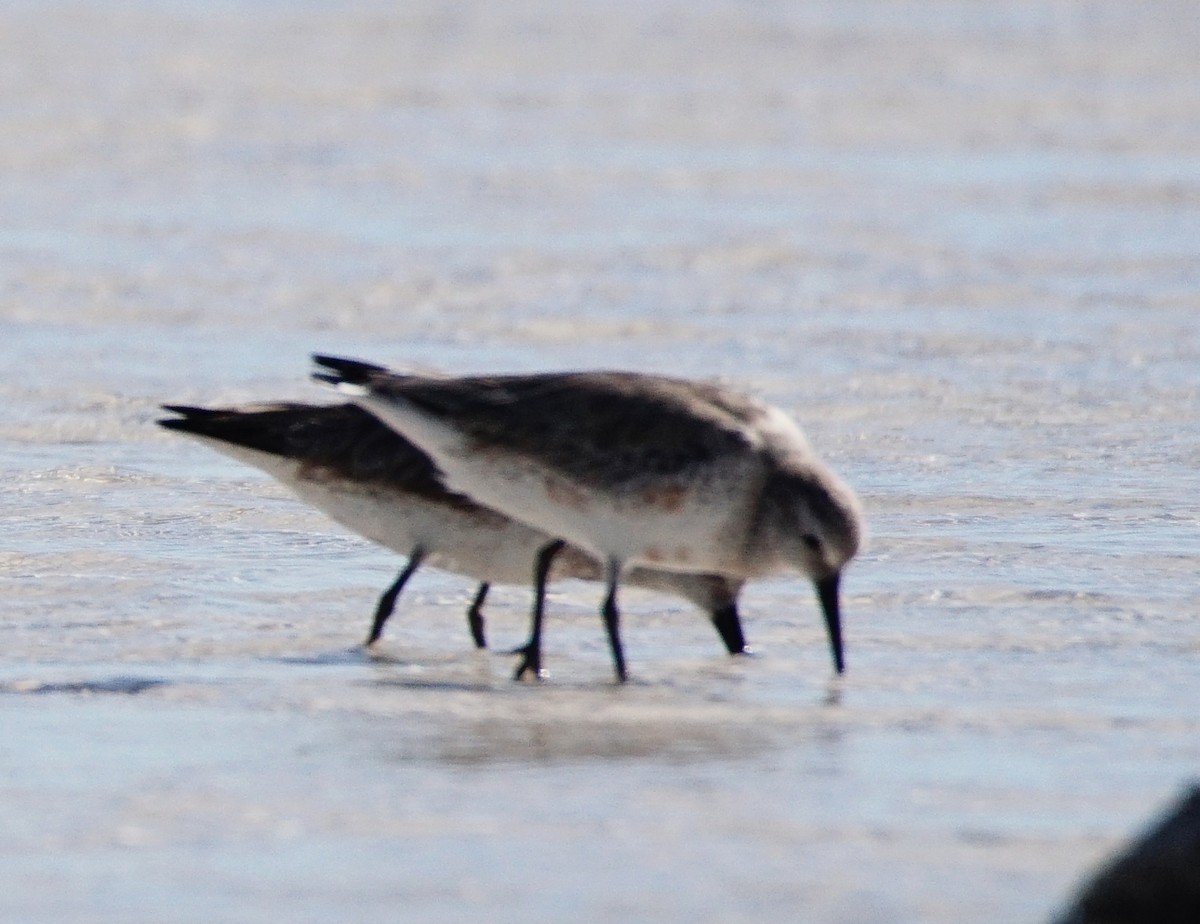 Red Knot - ML213805451
