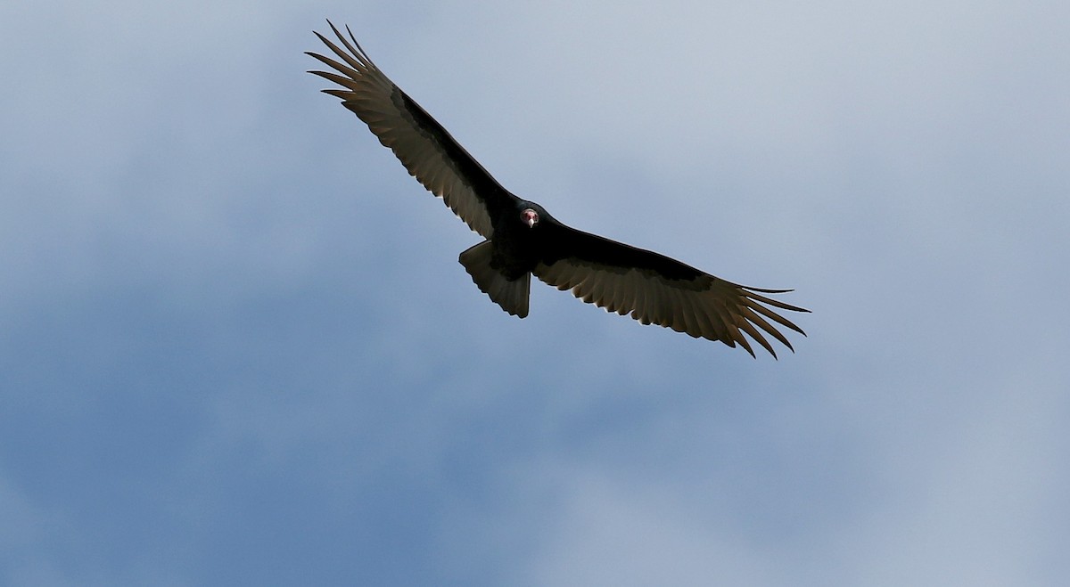 Turkey Vulture - ML213808321