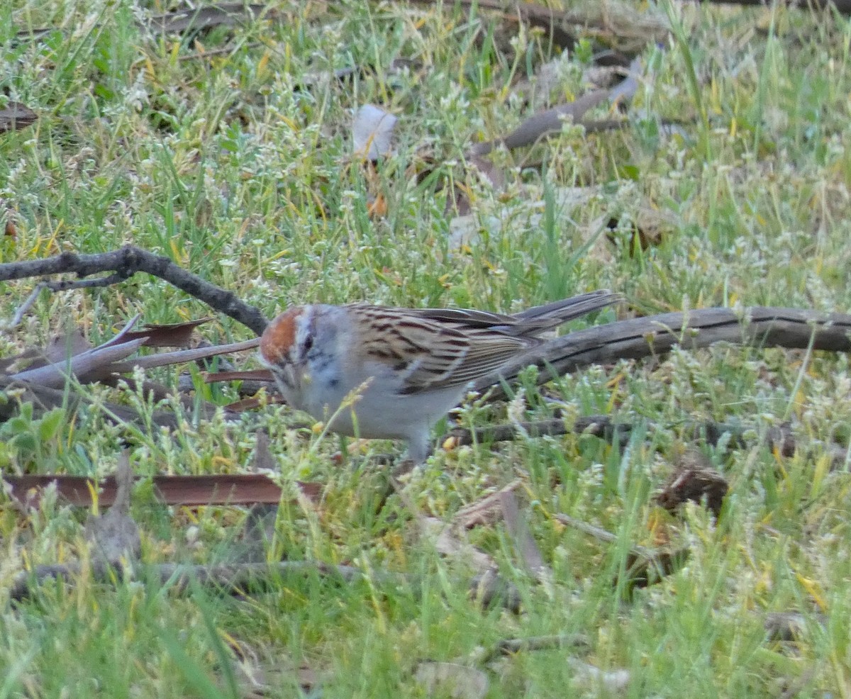 Chipping Sparrow - ML213809921