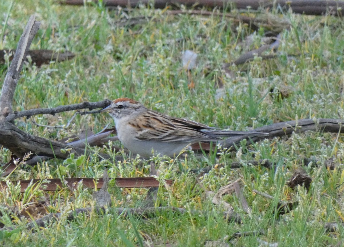 Chipping Sparrow - ML213810171