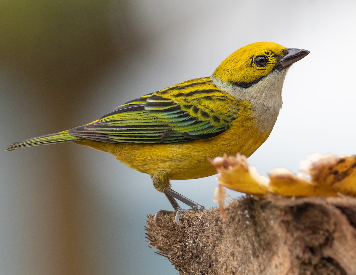 Silver-throated Tanager - ML213810821