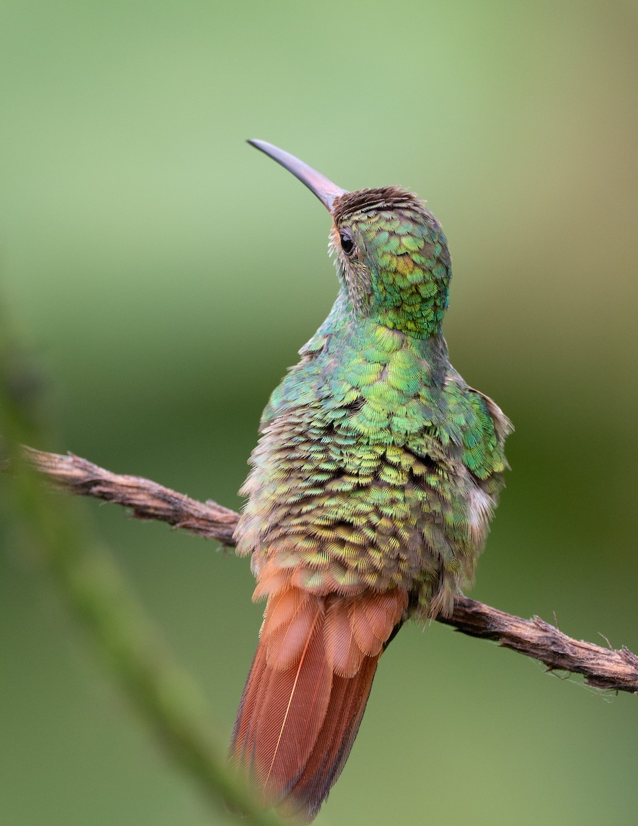 Rufous-tailed Hummingbird - ML213811681