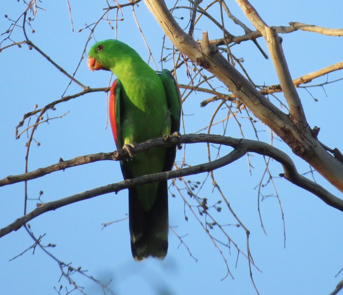 Red-winged Parrot - ML213813151