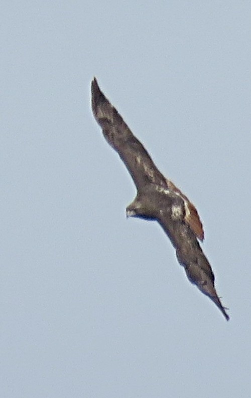 Red-tailed Hawk - ML213816981