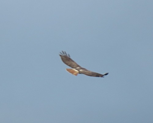 Red-tailed Hawk - ML213817001