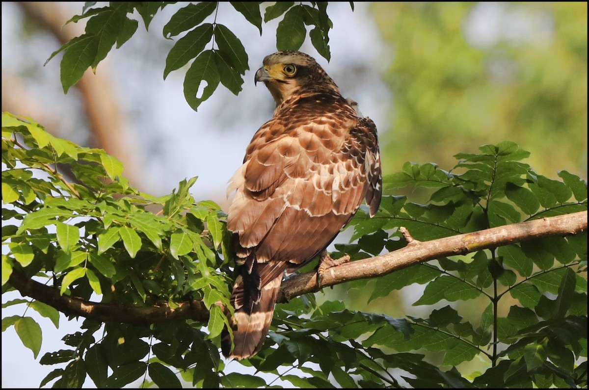 Crested Serpent-Eagle - ML213817081