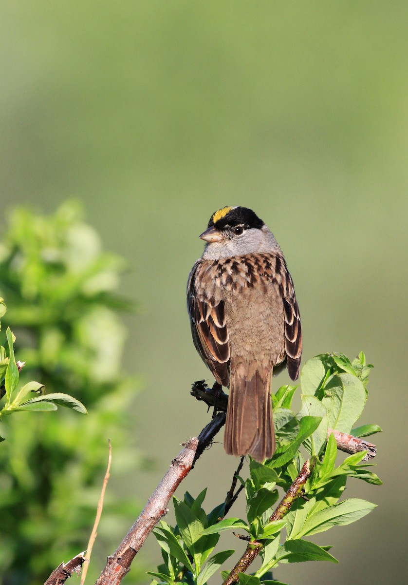 Golden-crowned Sparrow - Jay McGowan