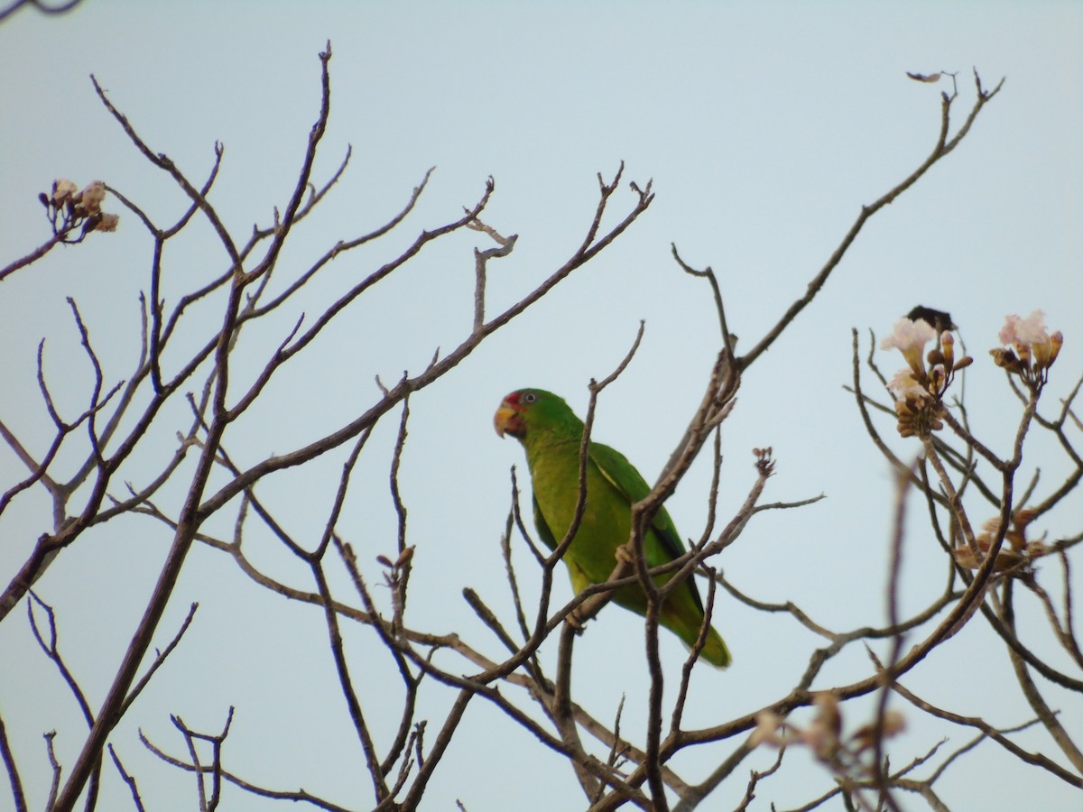 White-fronted Parrot - ML213817421