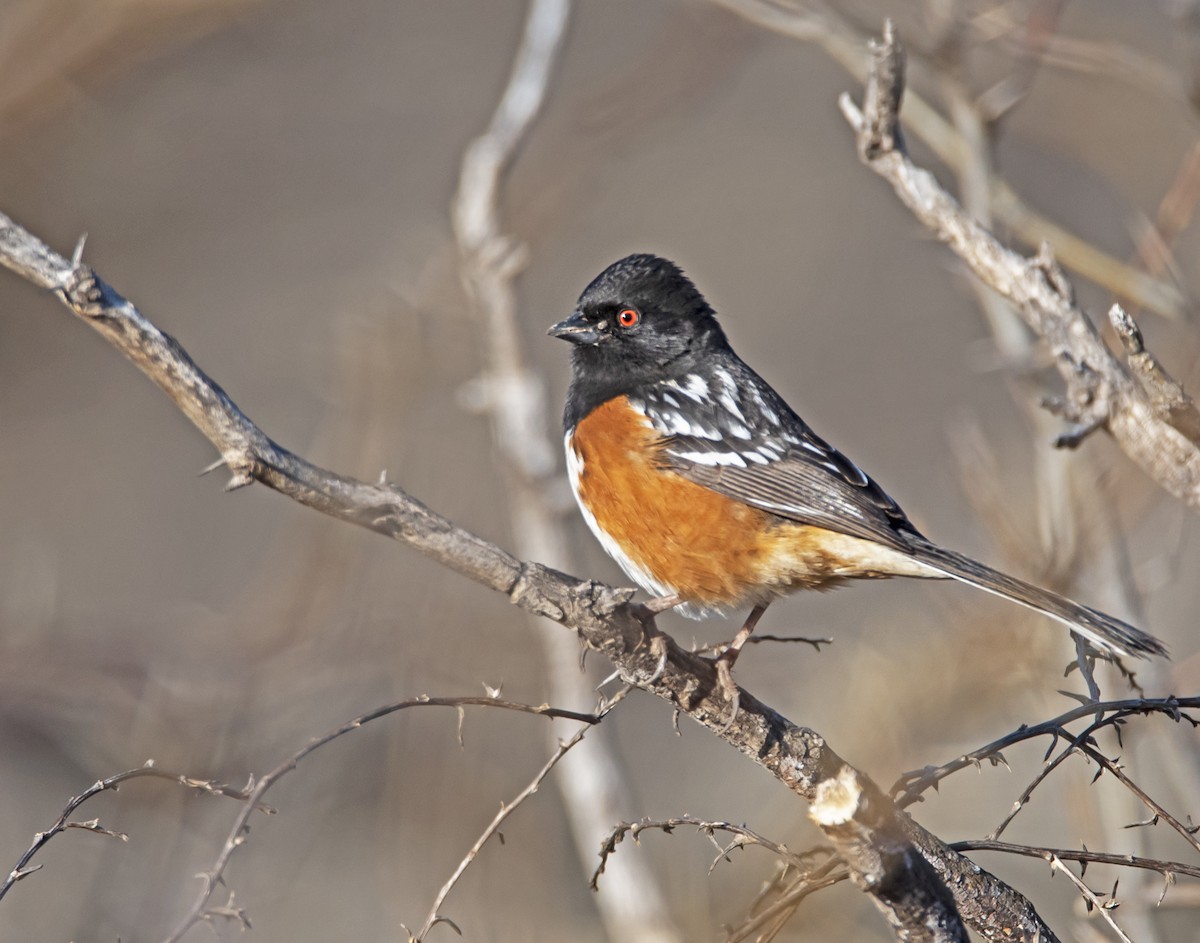 Spotted Towhee - ML213817571