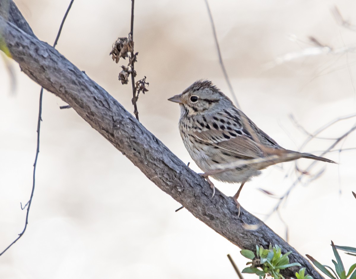 Lincoln's Sparrow - james poling