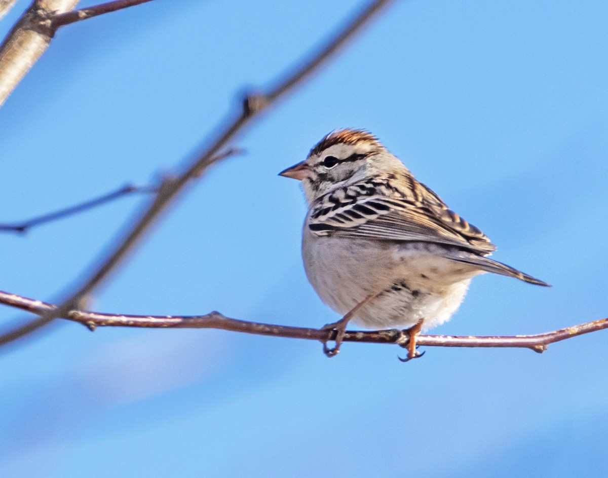 Chipping Sparrow - ML213818071